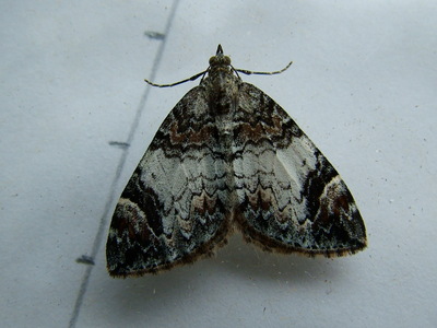 Common Marbled Carpet